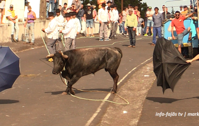 1ª TOURADA À CORDA – Santo António – Ilha de São Jorge (c/ vídeo)