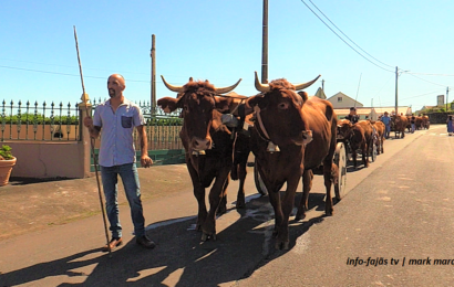“Bodo de Leite | Cortejo de Carros de Bois” – Norte Pequeno – Ilha de São Jorge (c/ vídeo)