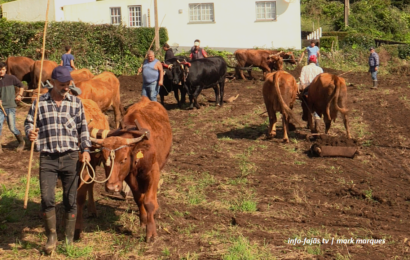 “ESCREPAGEM” Convívio entre Gerações – Ribeira Seca – Ilha de São Jorge (c/ vídeo)