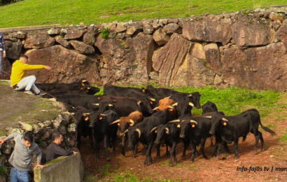 “FERRA” na Ganadaria AA – Álvaro Amarante – Ilha de São Jorge (c/ vídeo)