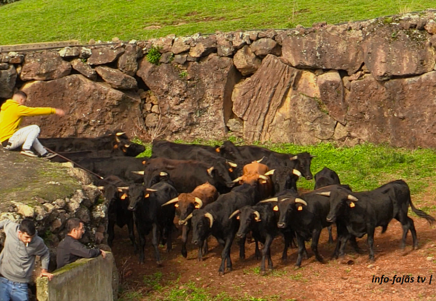 “FERRA” na Ganadaria AA – Álvaro Amarante – Ilha de São Jorge (c/ vídeo)