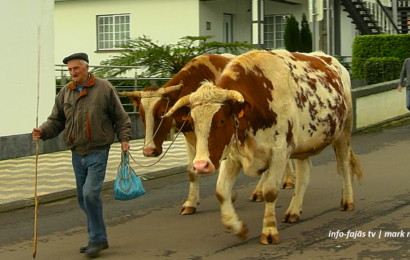 “BÊNÇÃO DO GADO / ENTREVISTAS” – Festa em honra de Santo Antão – Ilha de São Jorge (c/ vídeo)