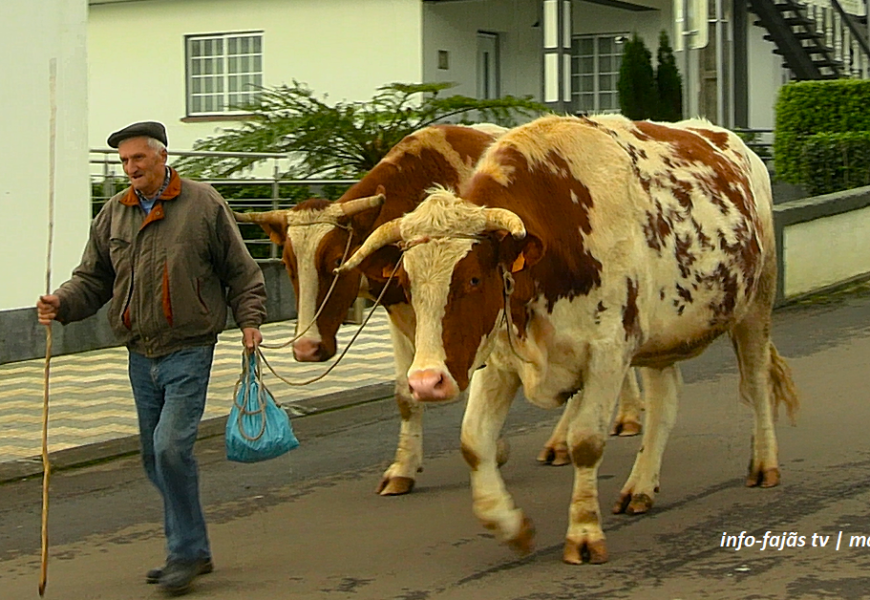 “BÊNÇÃO DO GADO / ENTREVISTAS” – Festa em honra de Santo Antão – Ilha de São Jorge (c/ vídeo)