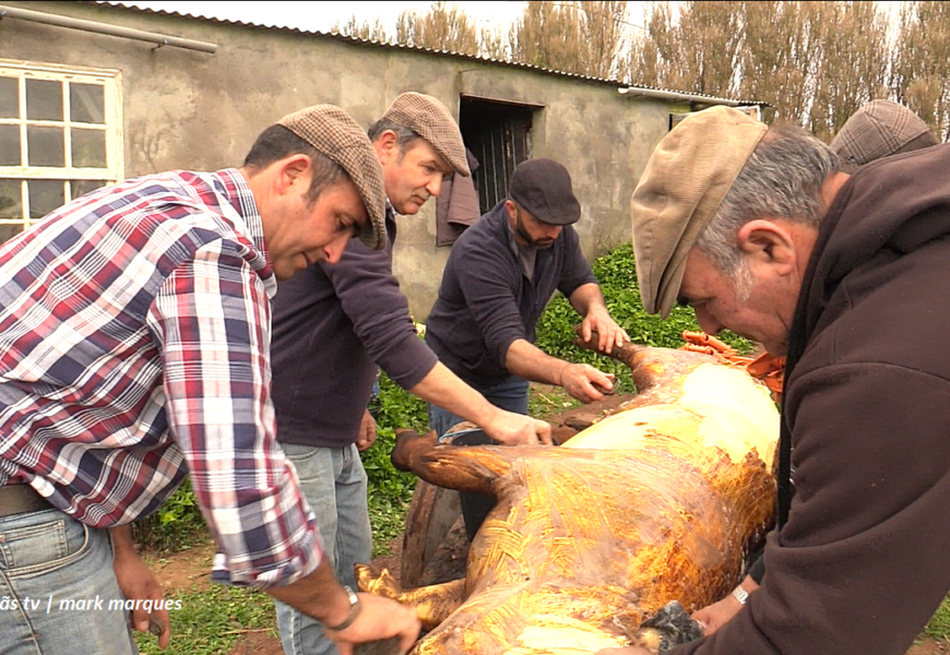 “MATANÇA TRADICIONAL DO PORCO” – Topo – Ilha de São Jorge (c/ vídeo)