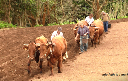 “HÁ 50 ANOS ERA TUDO ASSIM” – Semear o milho – Topo – Ilha de São Jorge (c/ vídeo)