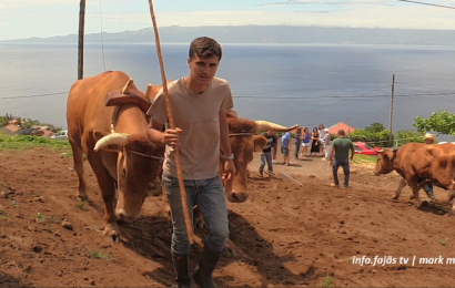 “ESCREPAGEM TRADICIONAL” – O manter de uma tradição – Manadas – Ilha de São Jorge (c/ vídeo)
