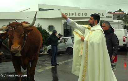 “PROCISSÃO E BÊNÇÃO DO GADO” – Rosais / Festa de Santo Antão – Ilha de São Jorge (26.01.2025) (c/ vídeo)