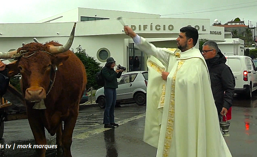 “PROCISSÃO E BÊNÇÃO DO GADO” – Rosais / Festa de Santo Antão – Ilha de São Jorge (26.01.2025) (c/ vídeo)