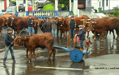 “CORTEJO DE JUNTAS DE BOIS” – Rosais / Festa de Santo Antão – Ilha de São Jorge (26.01.2025) (c/ vídeo)