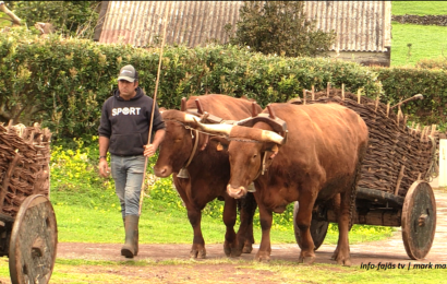 “TRADIÇÕES DO PASSADO VIVIDAS NO PRESENTE” – Topo – Ilha de São Jorge (05.04.2025) (c/ vídeo)
