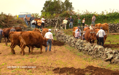 “ESCREPAGEM TRADICIONAL” – O manter de uma tradição – Rosais – Ilha de São Jorge (08.11.2025) (c/ vídeo)