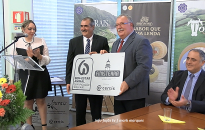 COOPERATIVAS DE SÃO JORGE certificadas em bem estar animal / Dia Mundial do Queijo. (20.01.2026) (c/ vídeo)