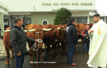 ROSAIS – “Procissão e Bênção dos Animais” – Festa de Santo Antão – Ilha S. Jorge (25.01.2026) (c/ vídeo)
